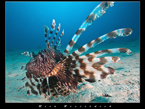 Lionfish spreading his wings by Rico Besserdich 